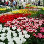 Keukenhof